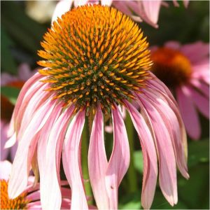 Echinacea Flower